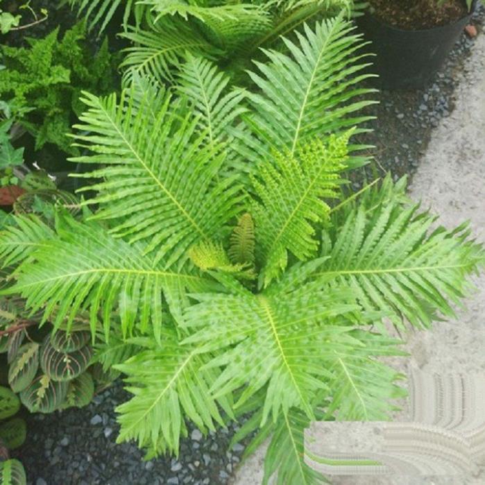 CÂY DƯƠNG XỈ HẠNH PHÚC- CÂY VƯỢNG PHONG THỦY, THANH LỌC KHÔNG KHÍ