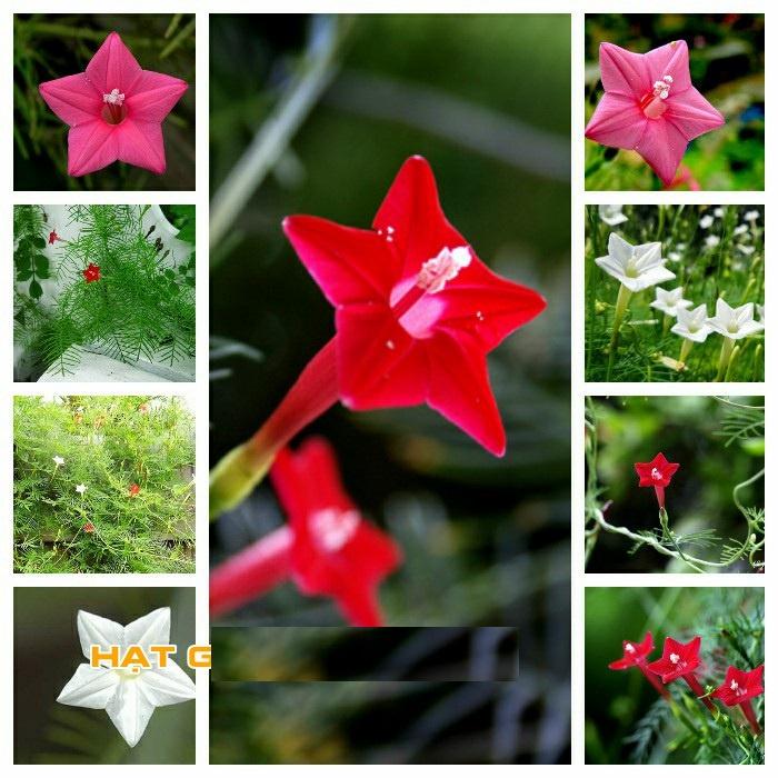 Combo 3 gói hạt giống hoa trồng ngắn ngày+bộ 20 viên nén ươm hạt kích thích hạt nảy mầm