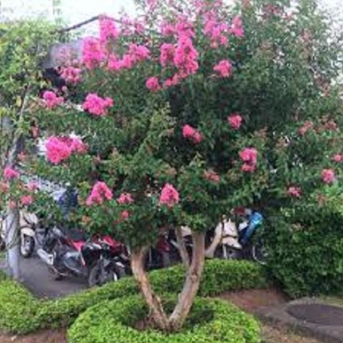 COMBO 10 BẦU CÂY GIỐNG HOA TƯỜNG VY