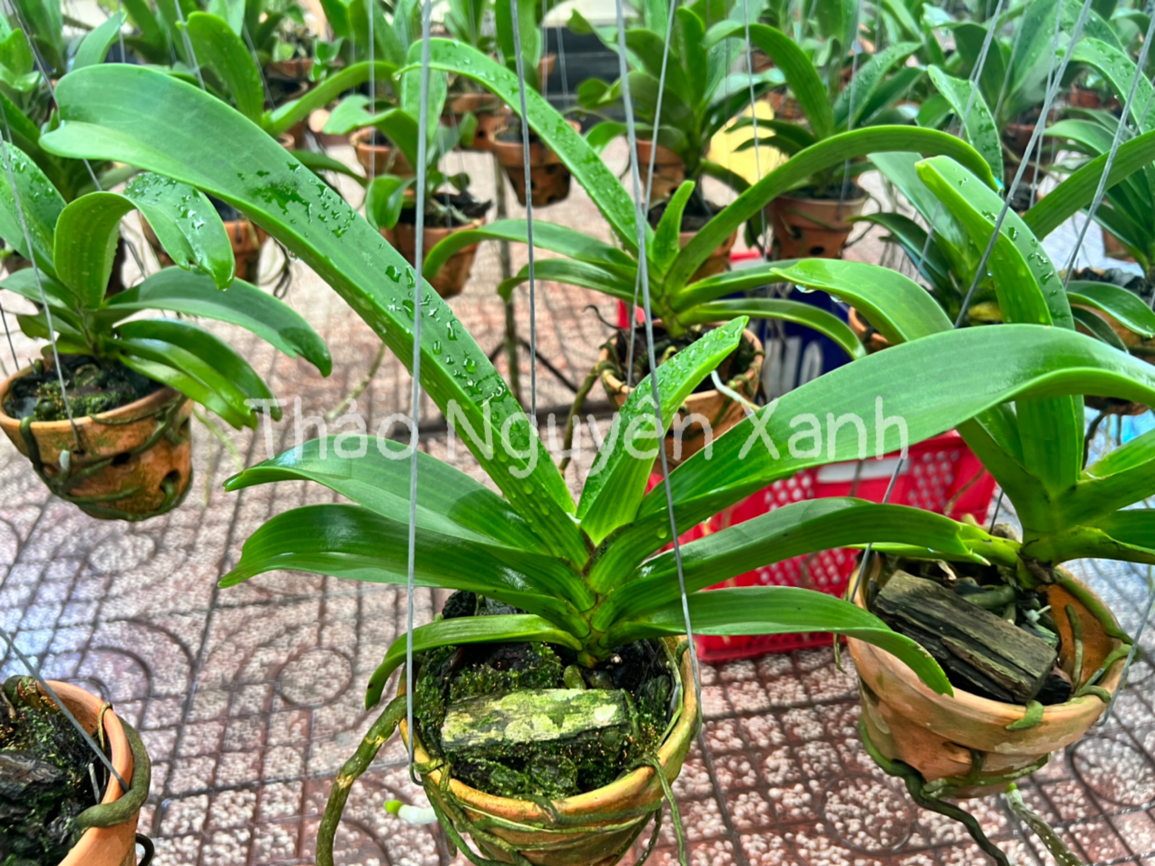 Đai Châu trung 4-5 cặp lá
