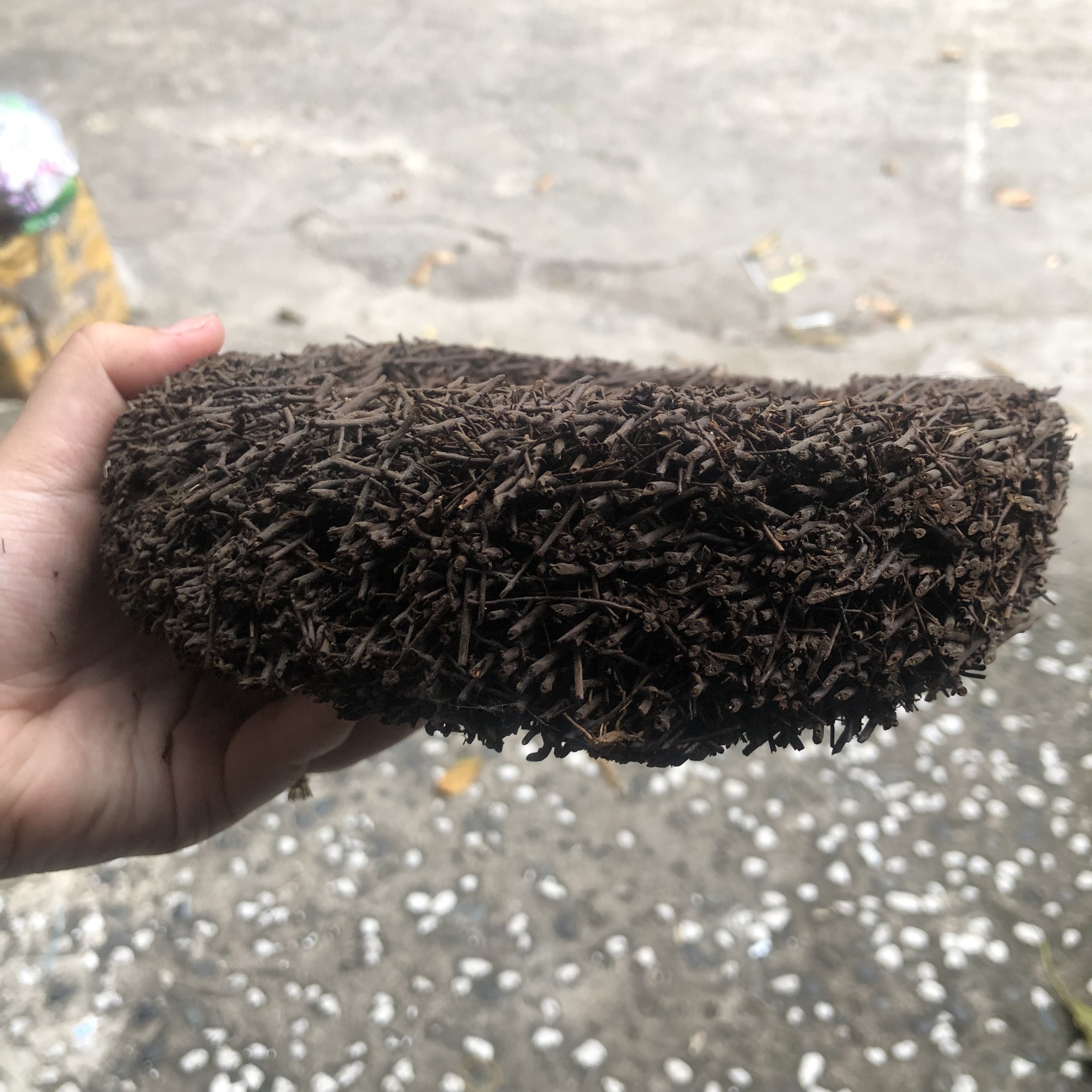 Dớn dĩa ghép Lan kích thước 20cm