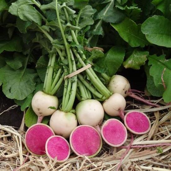 Hạt giống củ cải trắng ruột đỏ-gói 2gram/tặng kèm gói phân bón lót