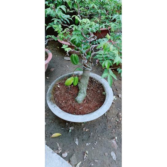 Chậu Khế Bonsai