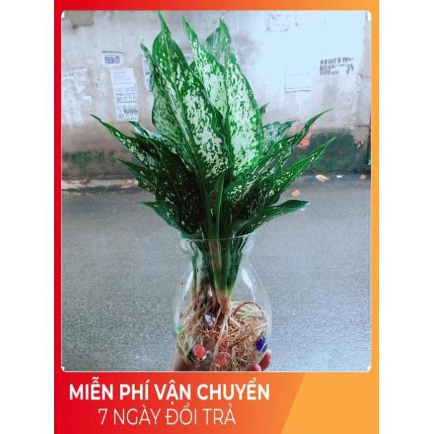 Chậu Ngọc Ngân Thuỷ Sinh