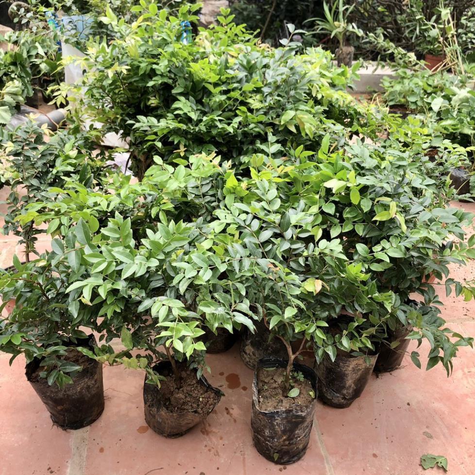Cây nho thân gỗ tứ quý lá nhỏ chơi bonsai