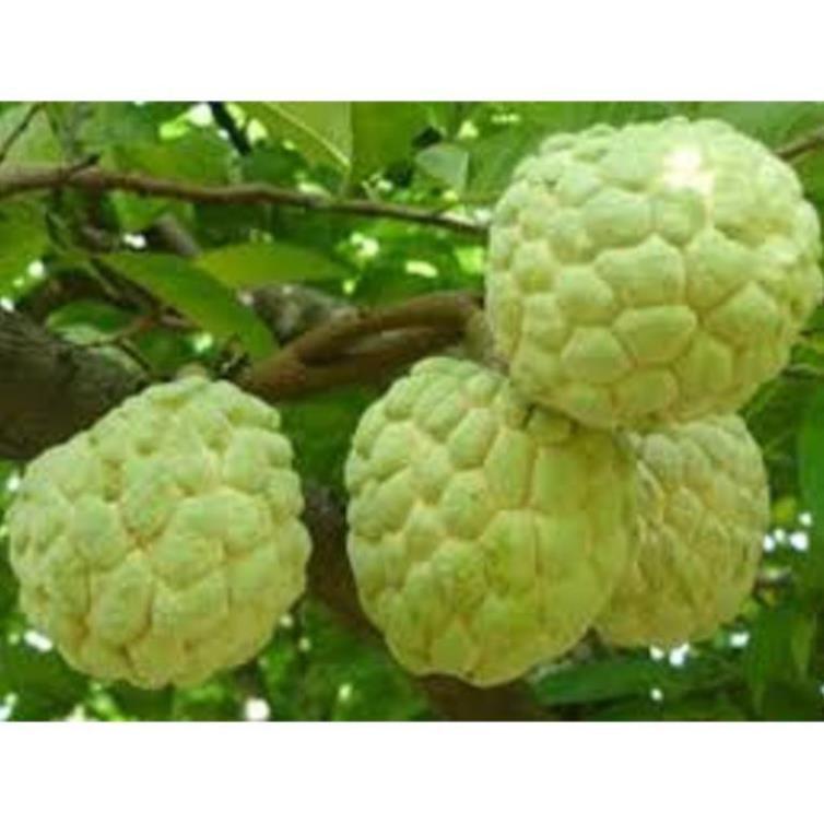Cây giống na thái hàng cây giống chuẩn F1
