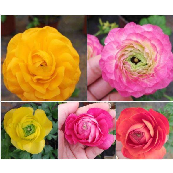 Hạt giống hoa Hồng Ri Ba Tư mix - Gói 5 hạt - Tặng gói kích thích hạt nảy mầm