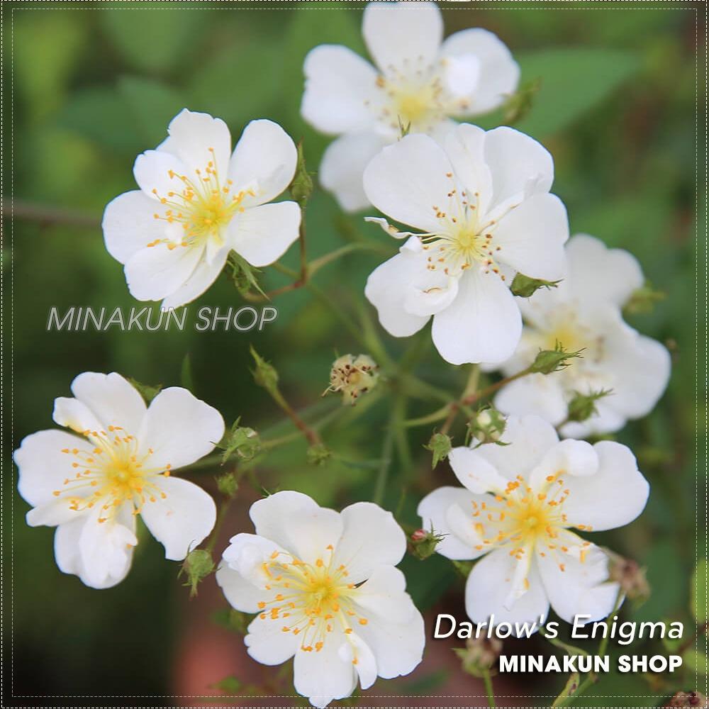 Hoa hồng ngoại Darlow's Enigma Rose trắng chùm tinh khôi