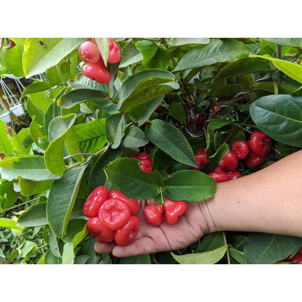 Giống Cây Mận Hoàng Yến