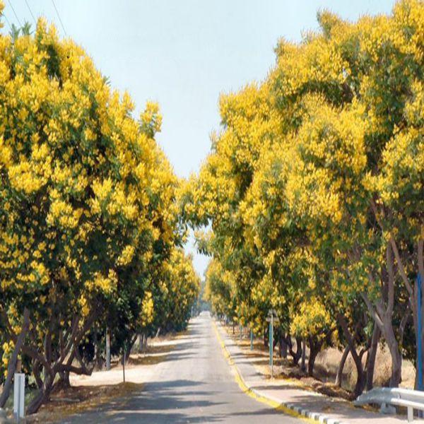 Giống  cây Lim Xẹt