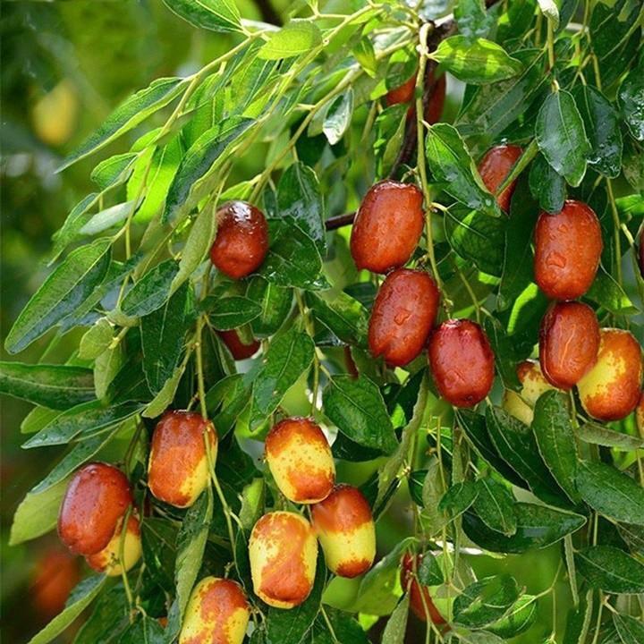 CÂY GIỐNG TÁO ĐỎ TÂN CƯƠNG , CAM KẾT GIỐNG CHUẨN F1