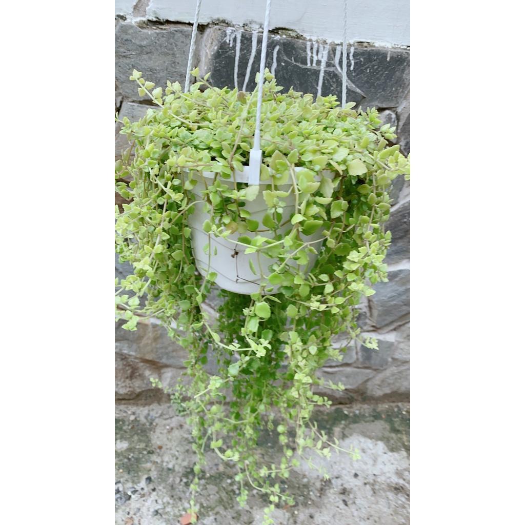 Chậu Thằn Lằn Đá