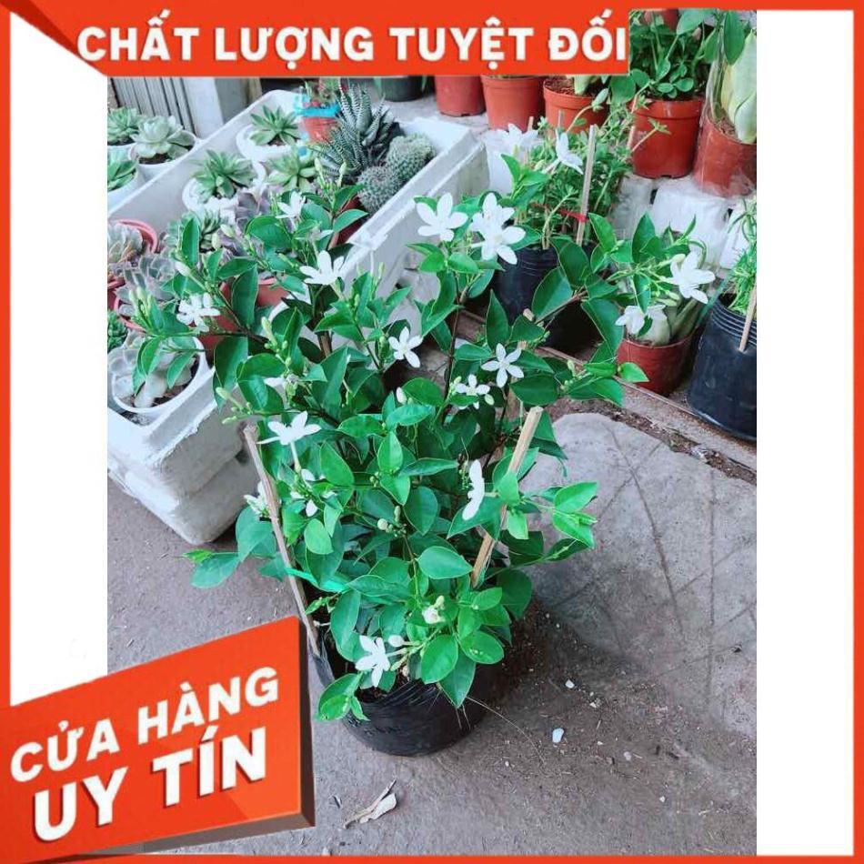 Hoa chỉ thiên Nhiều Người Mua