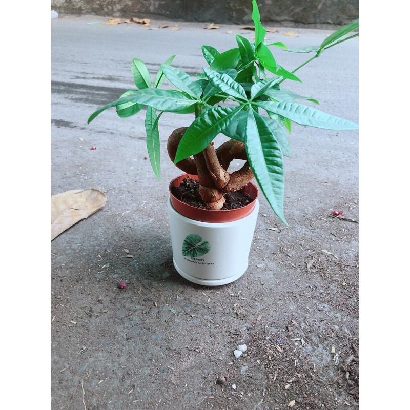 Chậu Cây Kim Ngân Nơ