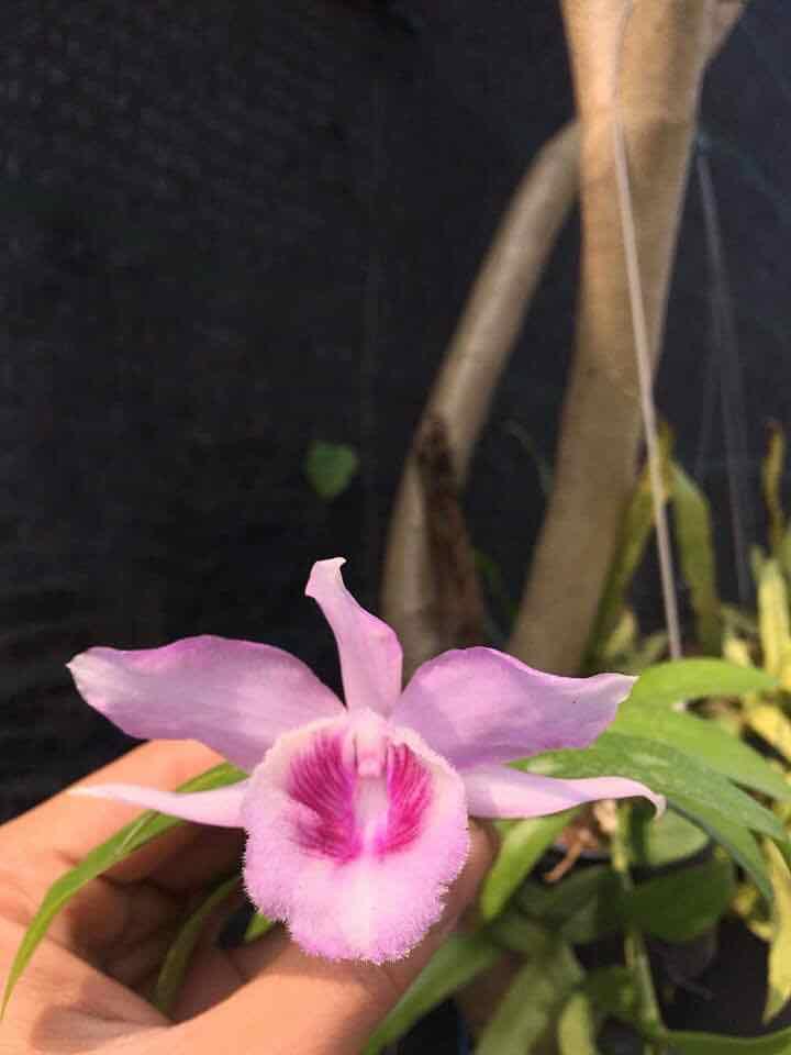 Phong lan giả hạc mắt xước