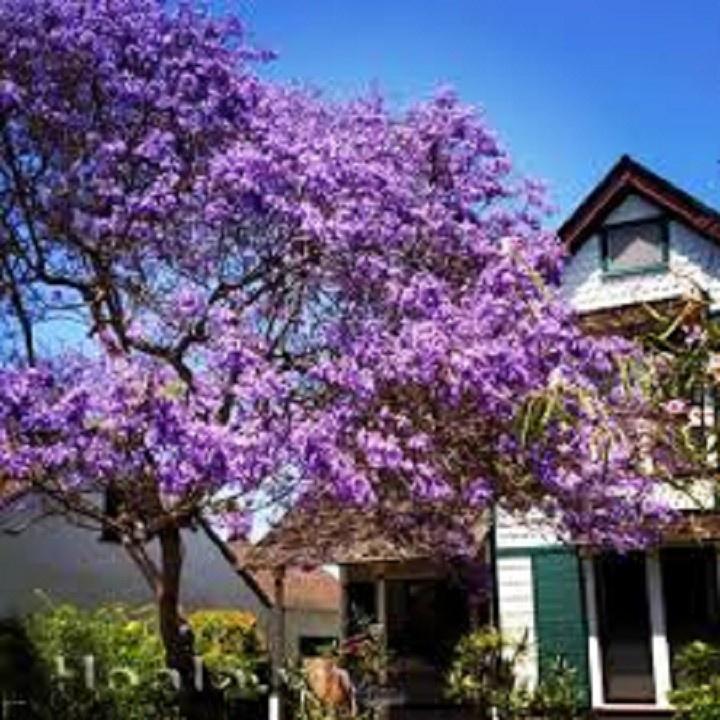 CÂY PHONG LINH TÍM GIỐNG