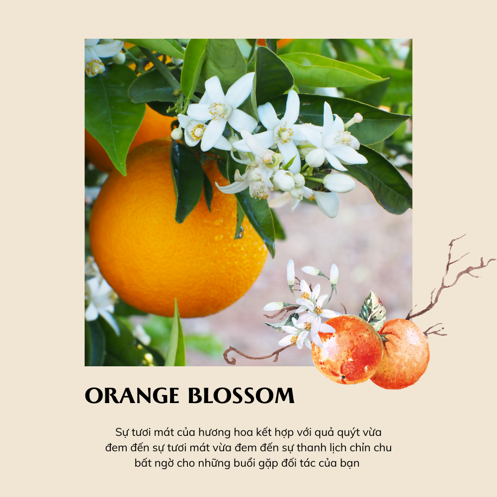 KEM NƯỚC HOA CAO CẤP SHOLAYERED NHẬT BẢN EDC - ORANGE BLOSSOM