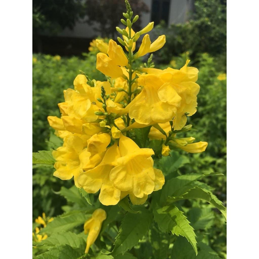 COMBO 3 BẦU GIỐNG Hoa chuông vàng , hàng cây giống nhỏ gửi đi nguyên bầu