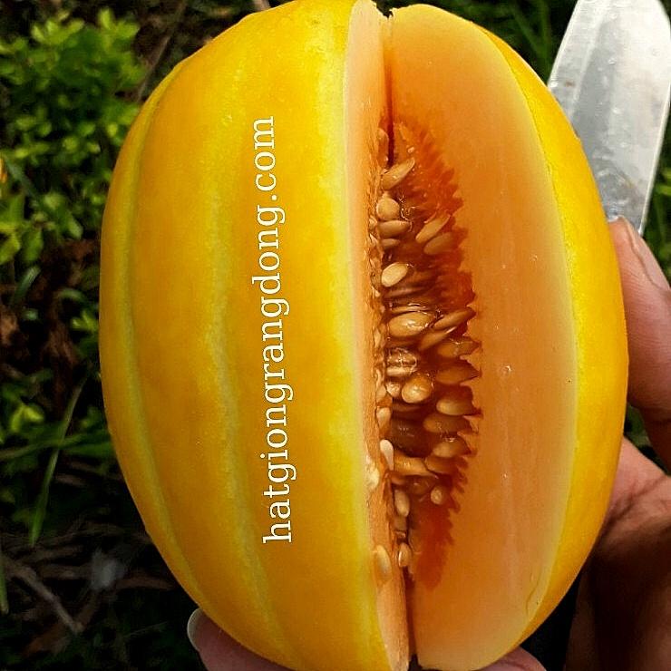 Hạt giống Dưa Lê Hàn Quốc gói 5 hạt