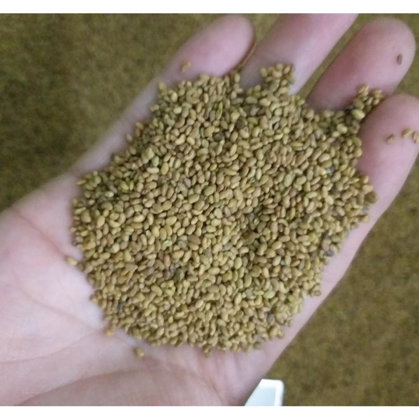 Hạt cỏ chăn nuôi ALFALFA Linh Lăng - Cỏ Họ Đậu