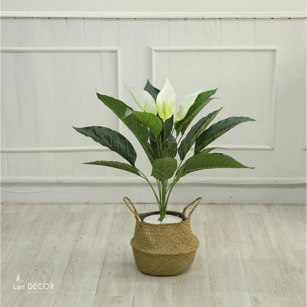 CÂY LAN Ý GIẢ - LANDECOR