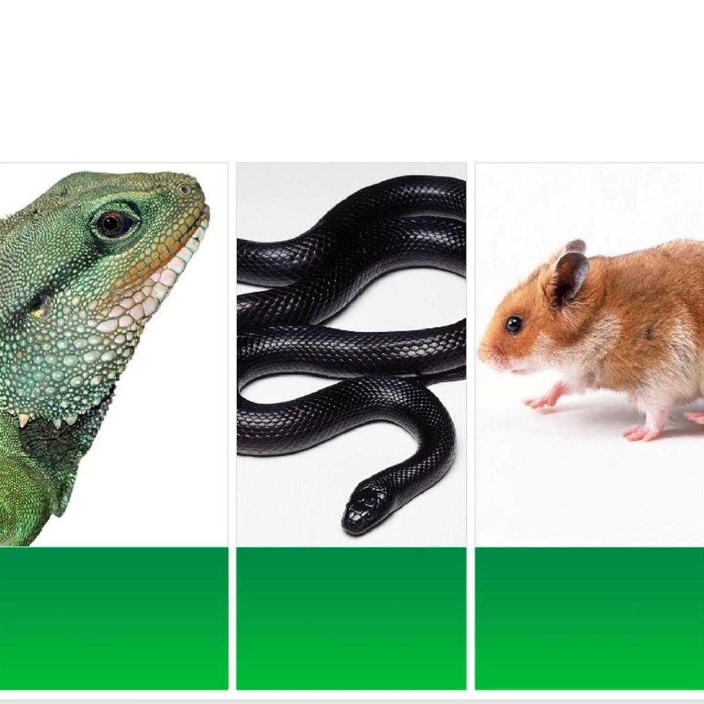Terrarium Bedding Substrate Hideout for Snake Lizard Spider Reptile Flooring