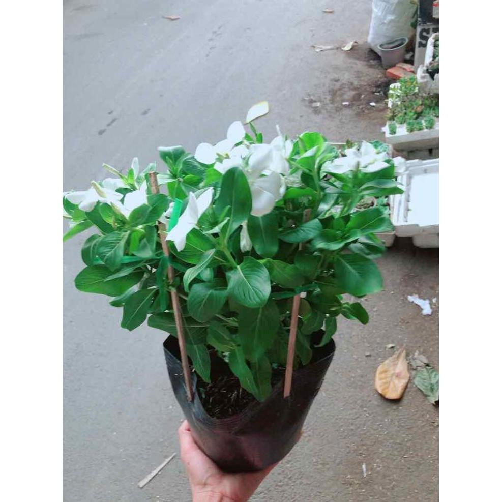 Hoa dừa cạn trắng Bán Chạy