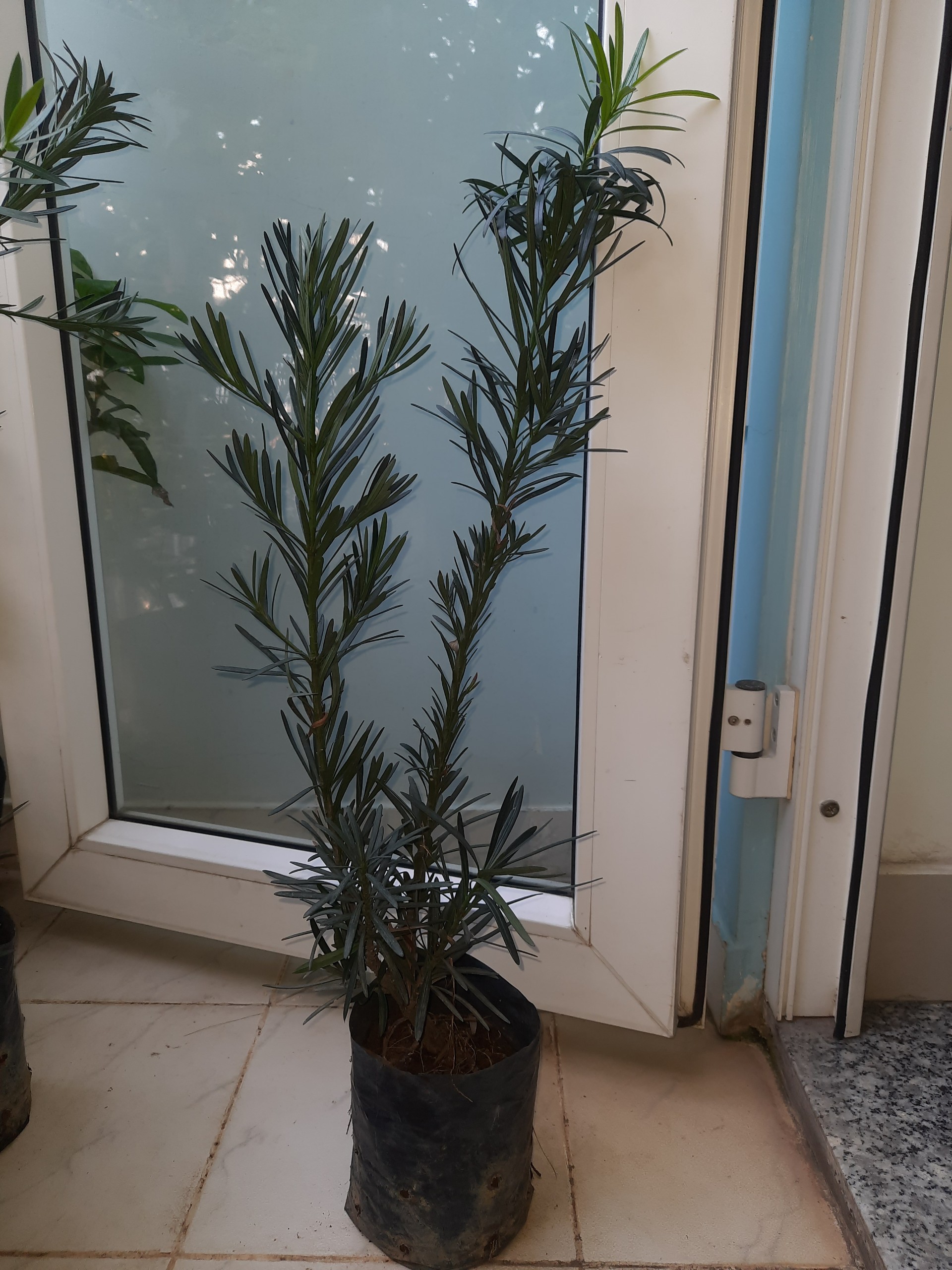 Cây tùng La Hán cao 60-70cm