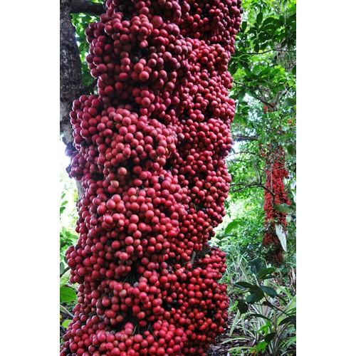 CÂY GIỐNG DÂU DA ĐẤT SIÊU QUẢ SIÊU NĂNG SUẤT- CAM KÊT GIỐNG CHUẨN F1 - CGDDDSQSNS