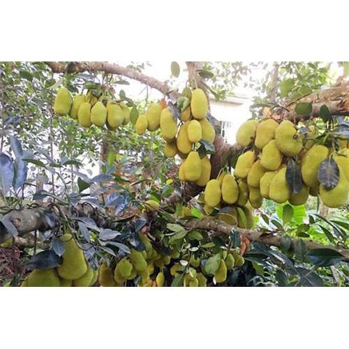 CÂY GIỐNG MÍT TA SIÊU QUẢ, SIÊU NGON, NGỌT, THƠM - CGMTSQSN