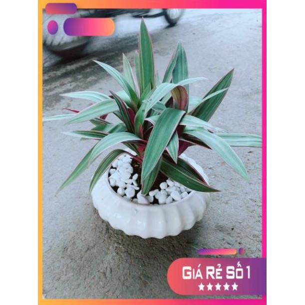 Chậu Cây Bảy Sắc Cầu Vòng