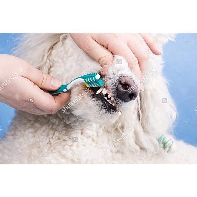 Kem đánh răng chó mèo Pet Dental Kid