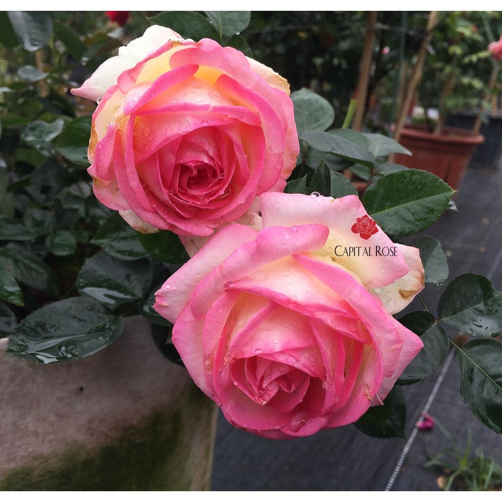 Hoa hồng ngoại Monaco Rose siêu đẹp