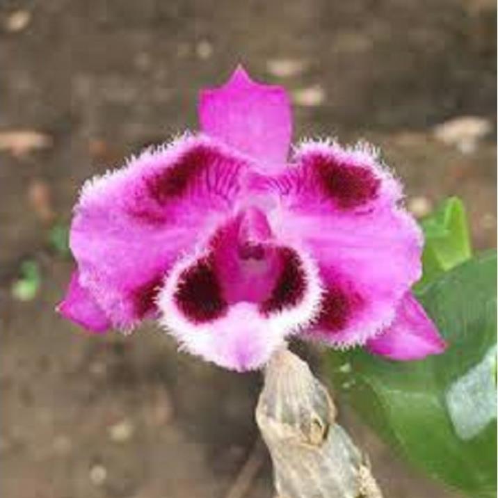 Sản Phẩm Hoa lan Hoàng Thảo Trầm 6 cánh