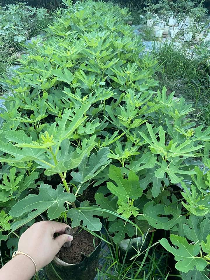 Cây giống sung mỹ lùn trồng cho trái ngay