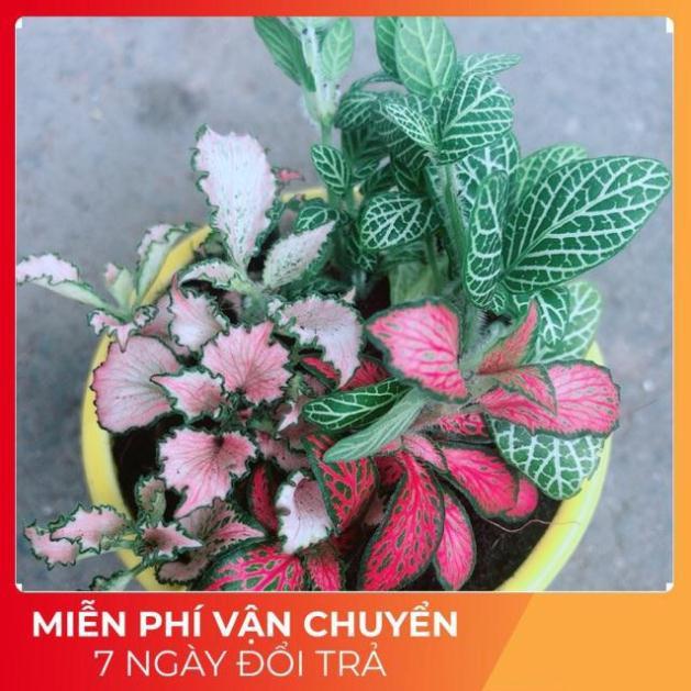 Chậu Cẩm Nhung Xanh+Đỏ+Hồng