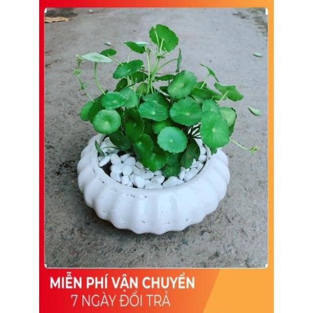 Chậu Cỏ Đồng Tiền