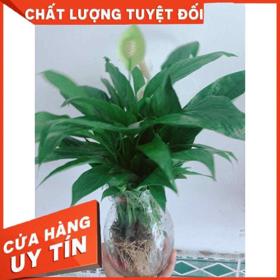Chậu lan ý thuỷ sinh Nhiều Người Mua