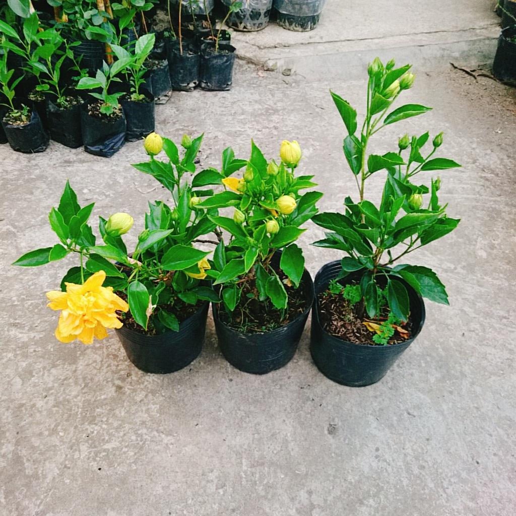 Cây Hoa Dâm Bụt cánh kép - cây cảnh để trong nhà + tặng phân bón cho cây