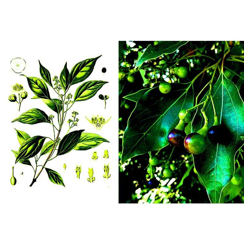 500 gram HẠT GIỐNG CÂY LONG NÃO - HẠT ĐẸP TUYỂN CHỌN KỸ BAO NẢY MẦM CÓ BẢO HÀNH.