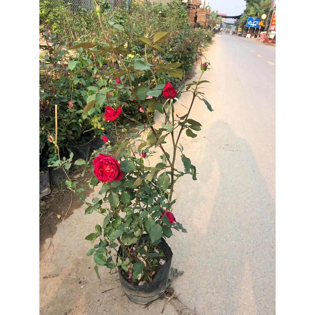 Hoa hồng ngoại thân bụi Purple Rain – bầu to, cây lớn trưởng thành