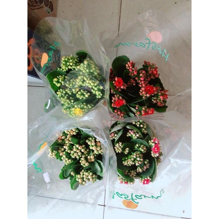 Cây Sống Đời Thái