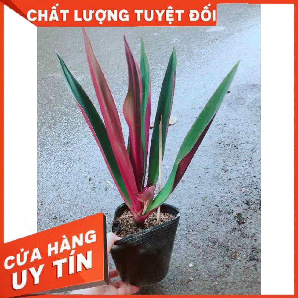 Cây Lẻ Bạn Nhiều Người Mua