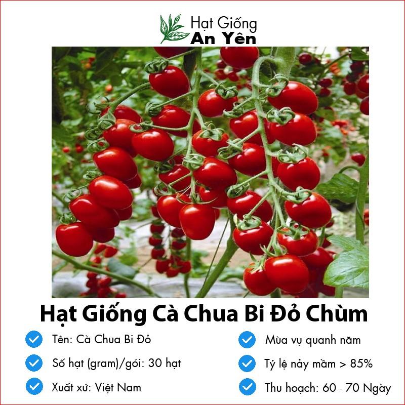 Hạt giống Cà Chua Bi Cao Sản thu hoạch sớm, dễ trồng, nảy mầm cao, sinh trưởng khoẻ