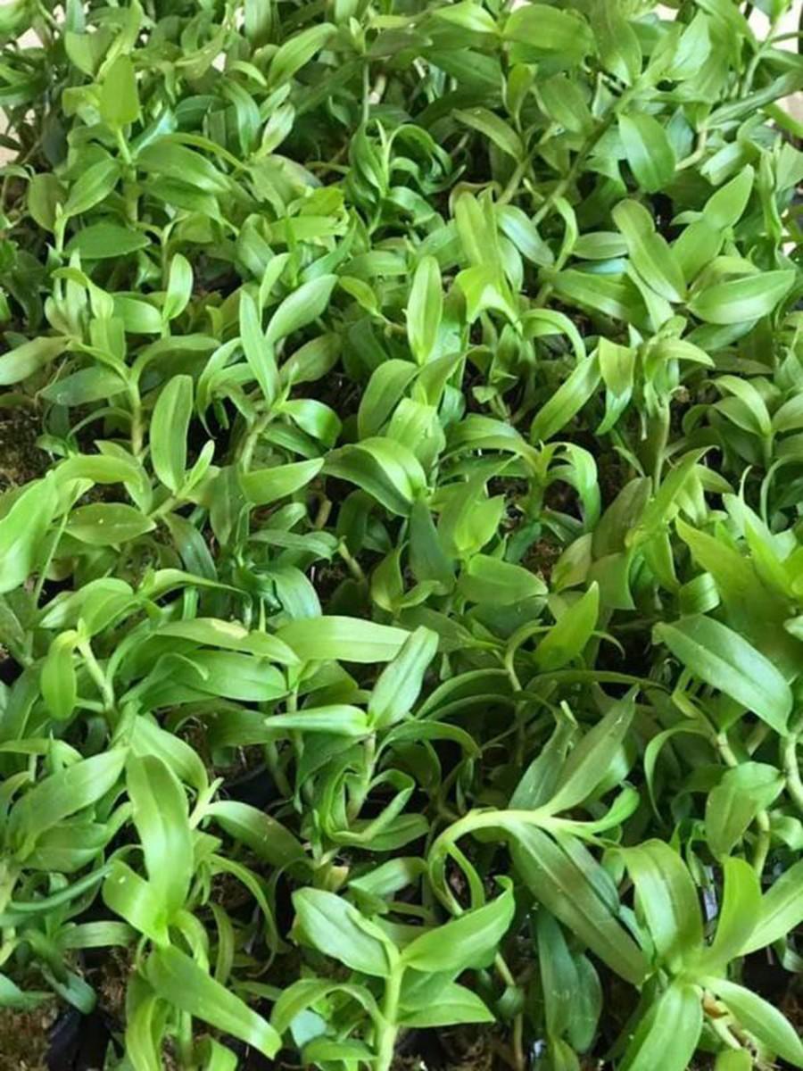 Phong lan 5ct họng tím siêu đẹp