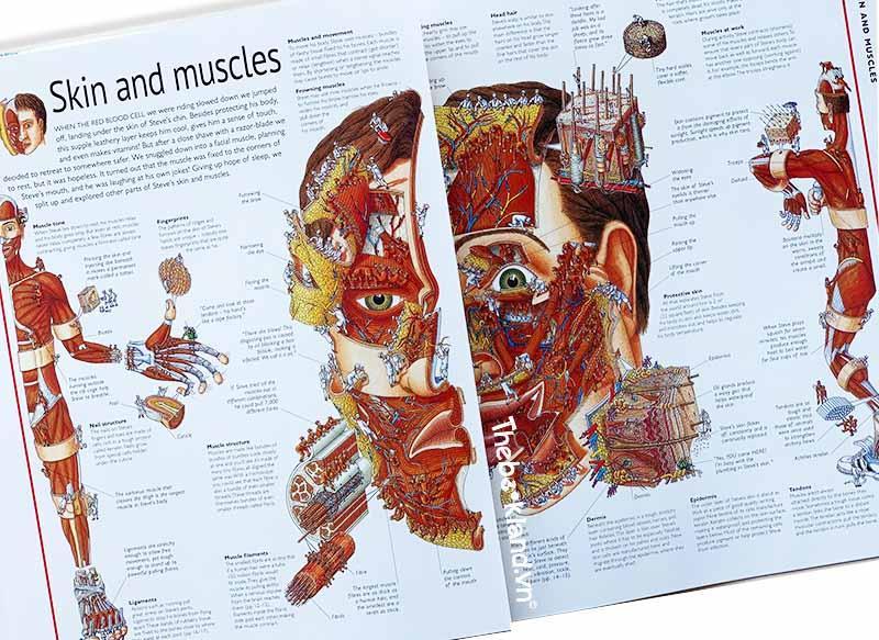 Stephen Biesty's Incredible Body Cross-Sections