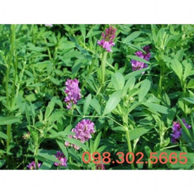 Hạt giông cỏ chăn nuôi linh lăng alfalfa - 0,5kg
