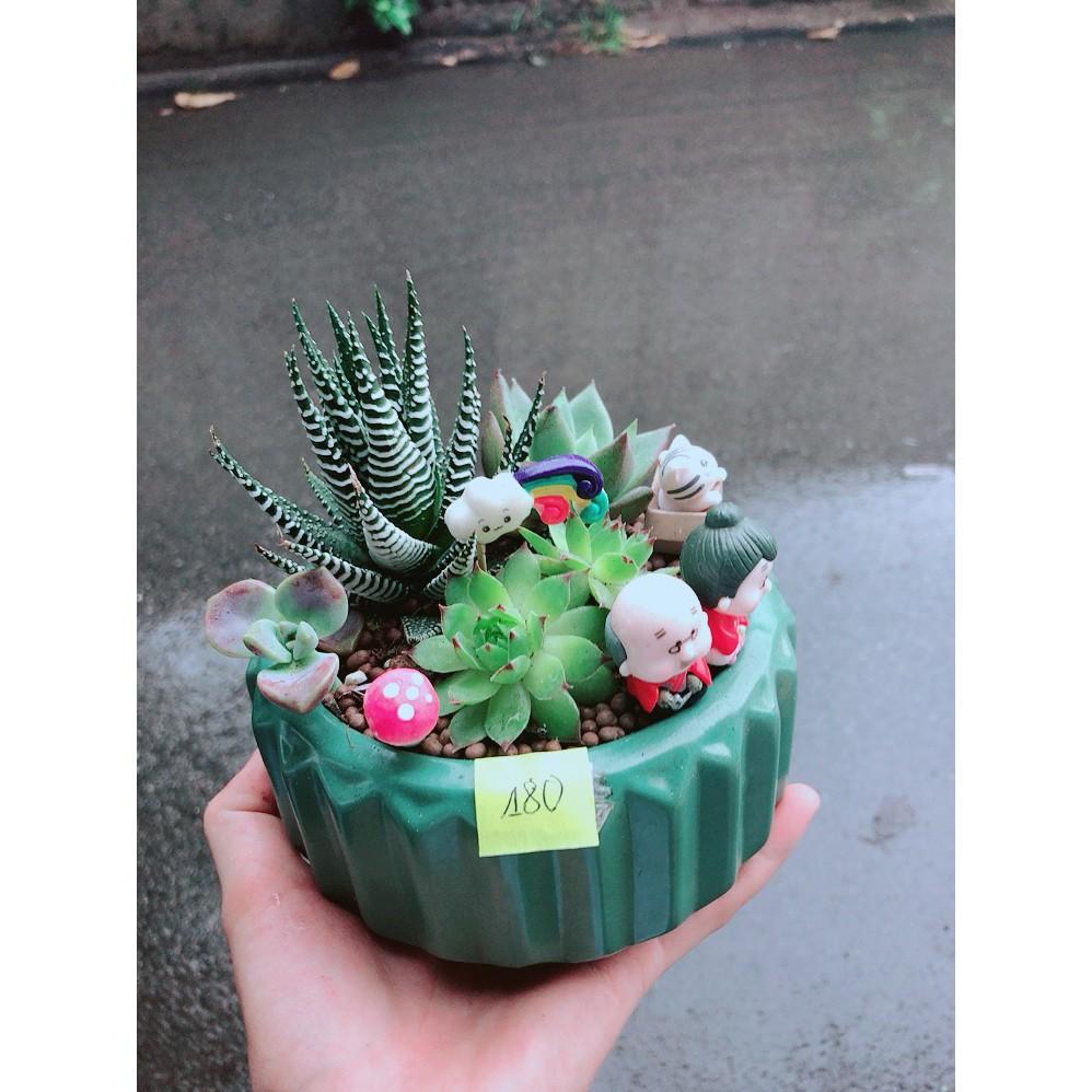 Chậu xương rồng tiểu cảnh