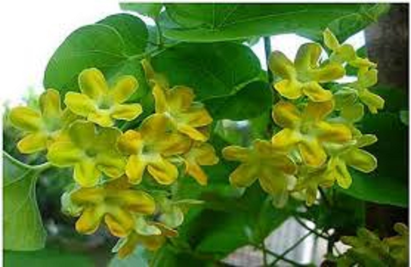 Cây giống hoa thiên lý ,hoa thơm,dễ trồng