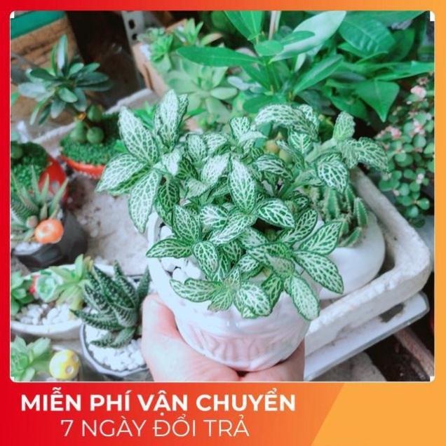 Chậu Cẩm Nhung Xanh